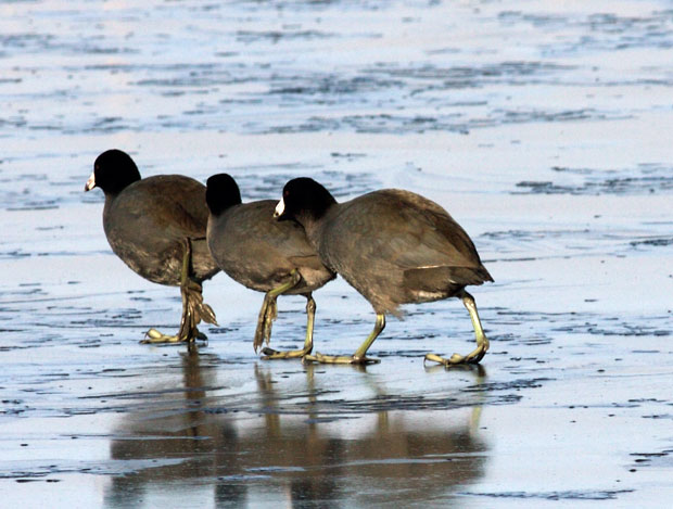 American Coots on Ice