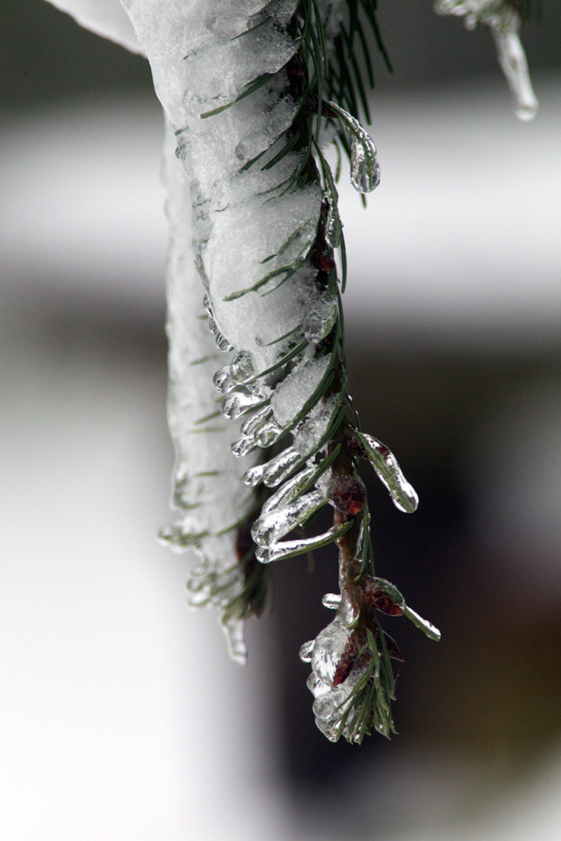 Ice on Branch 