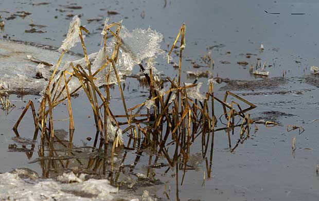 Reeds covered in ice