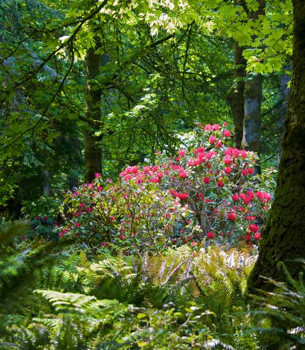 Red Rhododendron in Forest