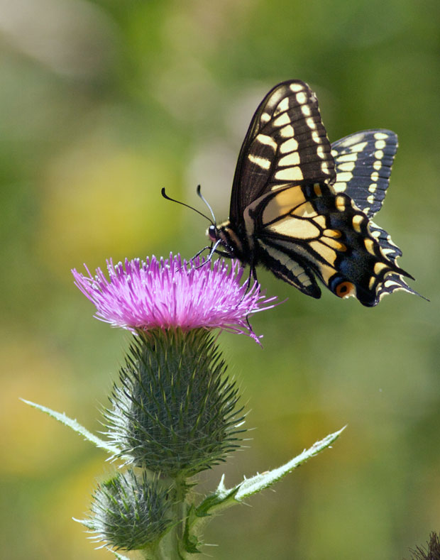 Indra Swallowtail On Thistle
