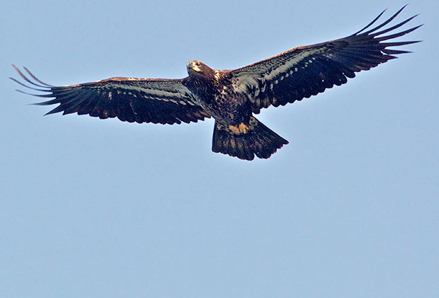 juvenile Bald Eagle 