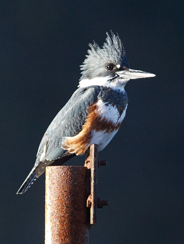 female Belted KIngfisher 