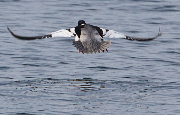 Common Merganser Landing