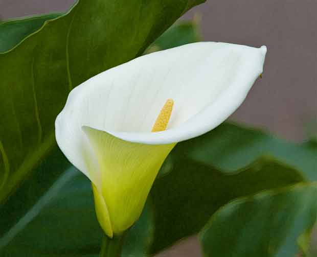 Image result for calla lily