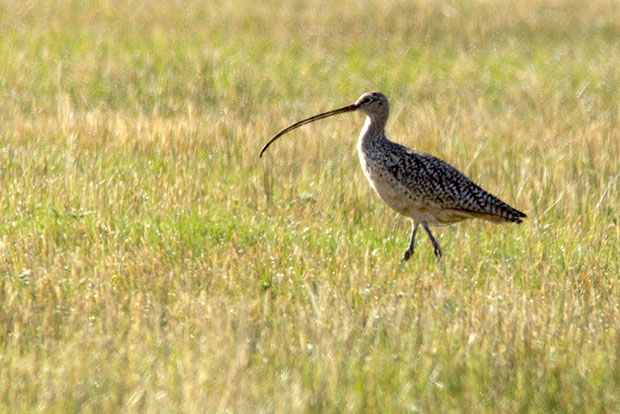 Long-Billed Curlew 