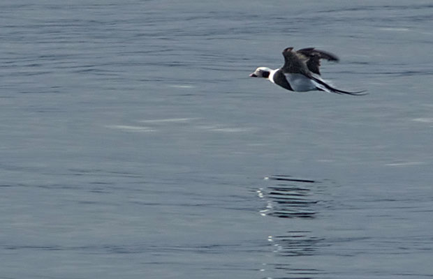 Long-Tailed Duck flying 