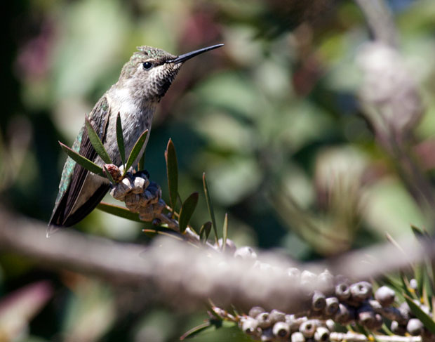Hummingbird on Unknown Tree