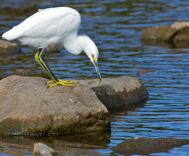 Egret Staring into Water