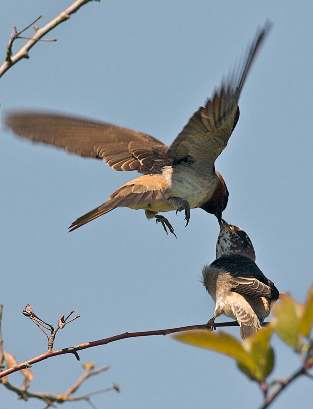 Swallow feeding Chick