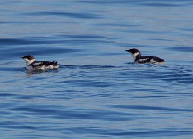 Marbled Murrelet in non-breeding colors