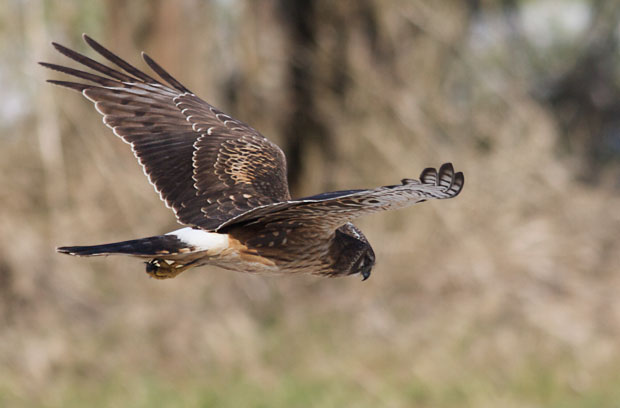 Female Northern Harrier in Flight