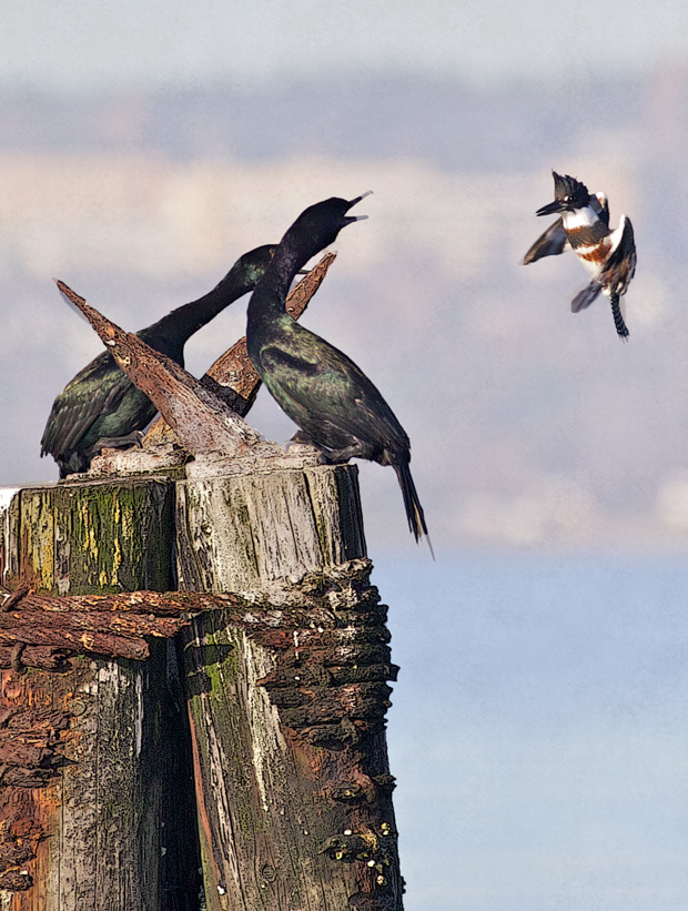 Pelagic Cormorants Attacked by Belted Kingfisher