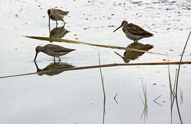 Dowitchers Wading