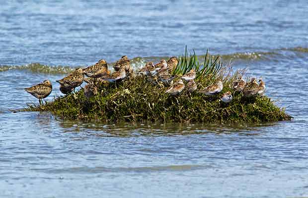Dunlin and Sandpipers