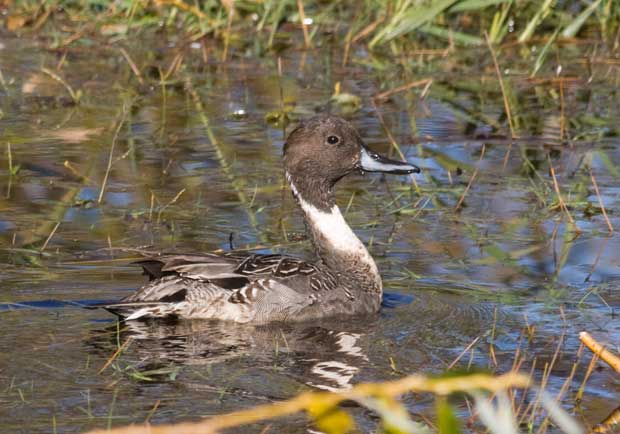 male Northern Pintail duck