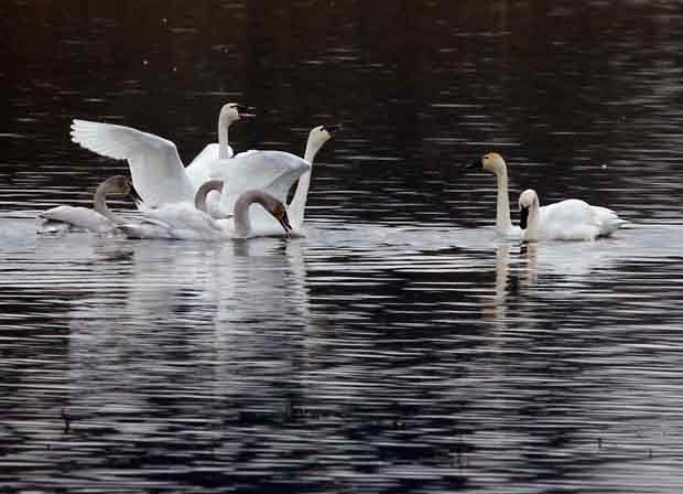 Tundra Swans Honking at Each Other