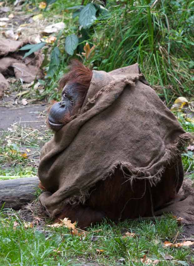 Young Orangutan Covered with  Bag