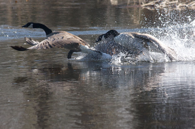 Two Canada Geese Fighting