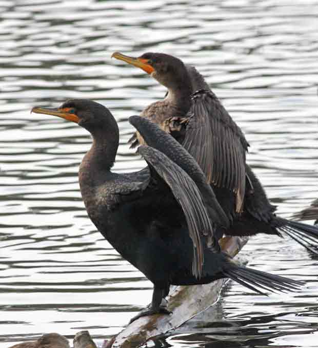 Pair of Cormorants Drying Wings