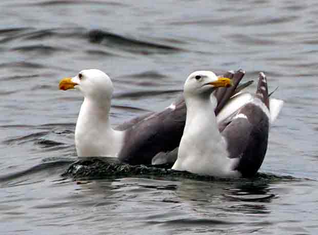 Pair of Gulls 