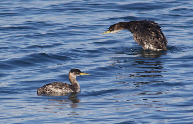 Two Red-Necked Grebes 