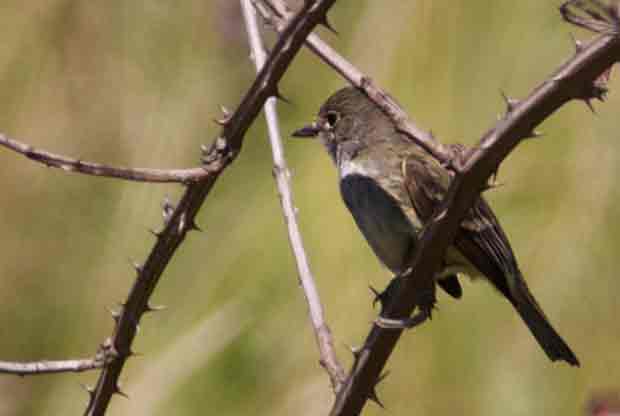 Pacific_Slope Flycatcher