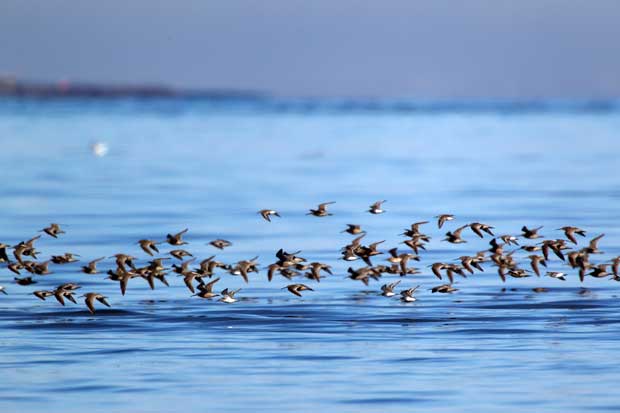 a flock of shorebirds in flight