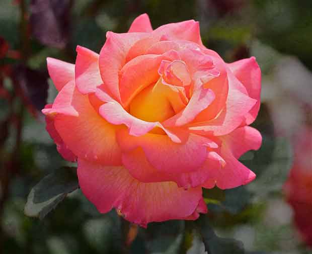 brightly-colored rose