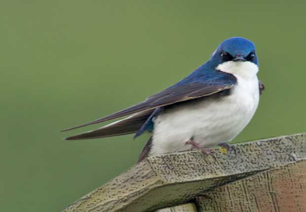 male Tree Swallow