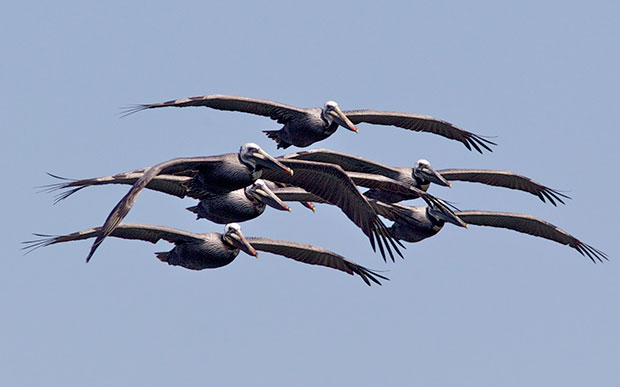 Flock of Pelicans flying by 