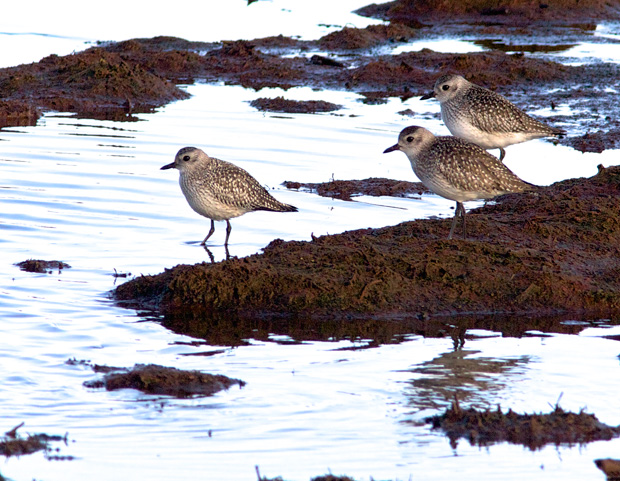 Plovers at Nisqually 