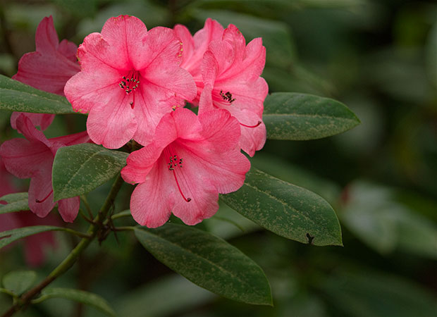 pink Rhododendron 