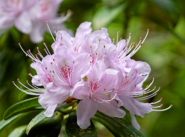 violet Rhododendron