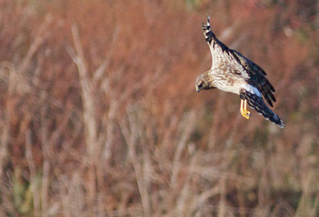 Marsh Hawk Poised to Dive