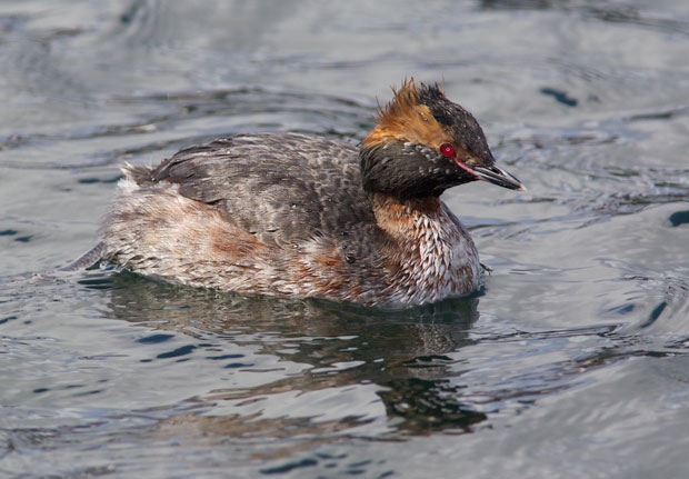 Horned Grebe Starting to Change into Breeding Colors
