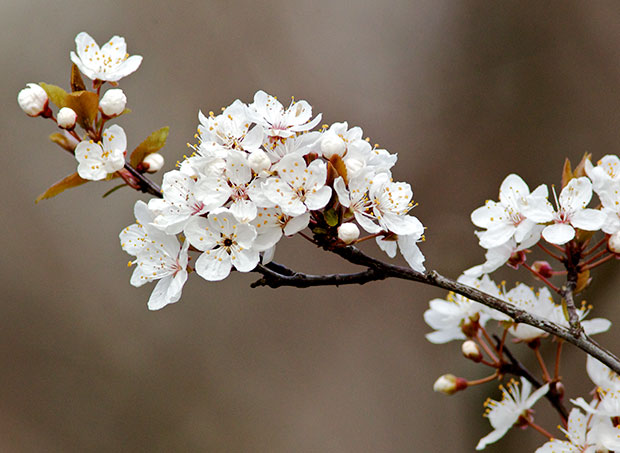 Spring Blossoms 