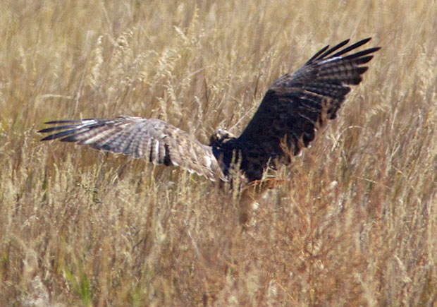 Red-Tailed Hawk in grass 