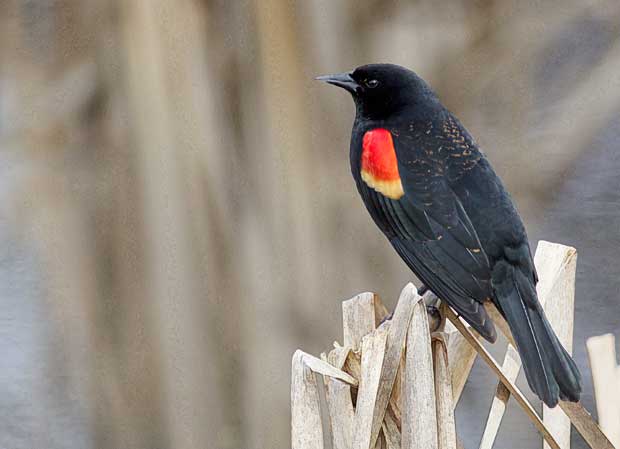 male Red-Winged Blackbird
