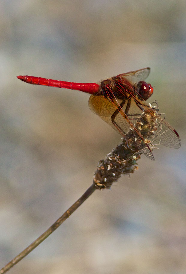  red dragonfly
