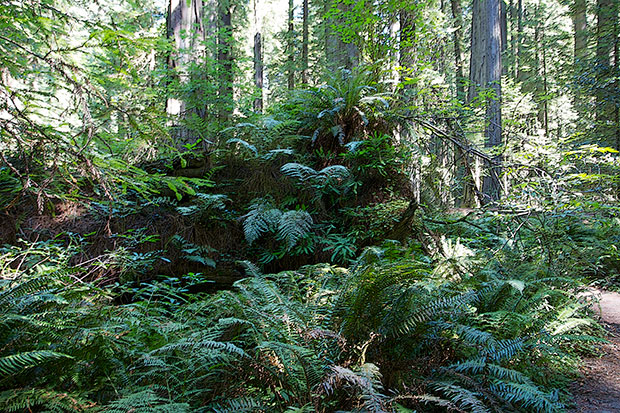 Redwood Ferns 