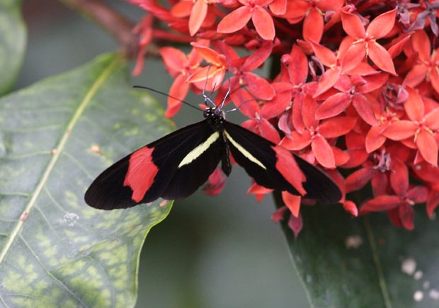 Red and Black Butterfly on Red Flowers