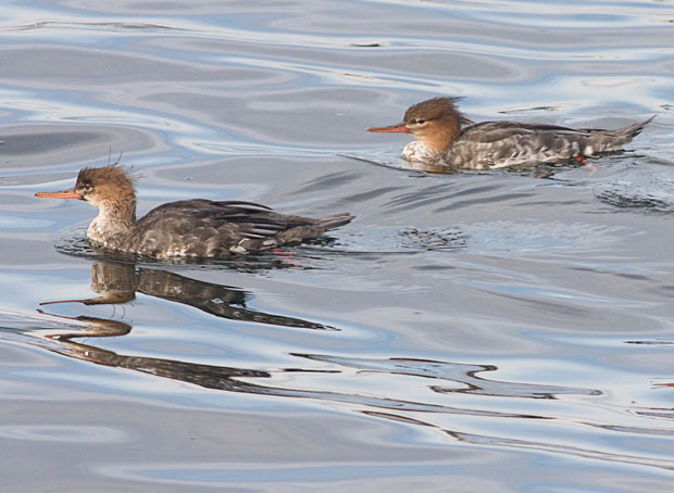 Pair of Red-Breasted Mergansers