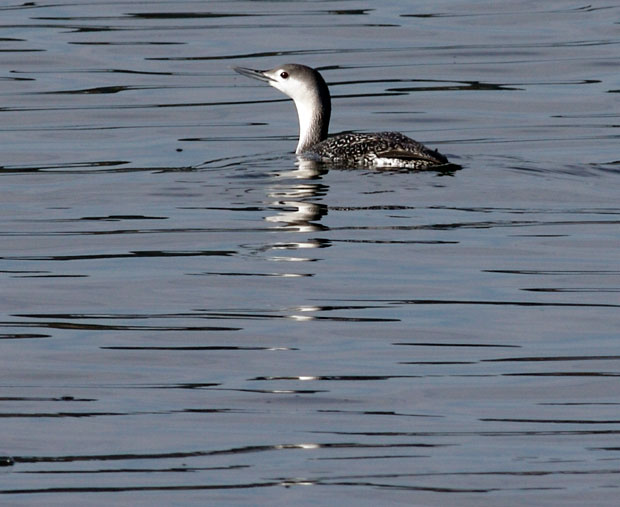 non-breeding Red-Necked Loon