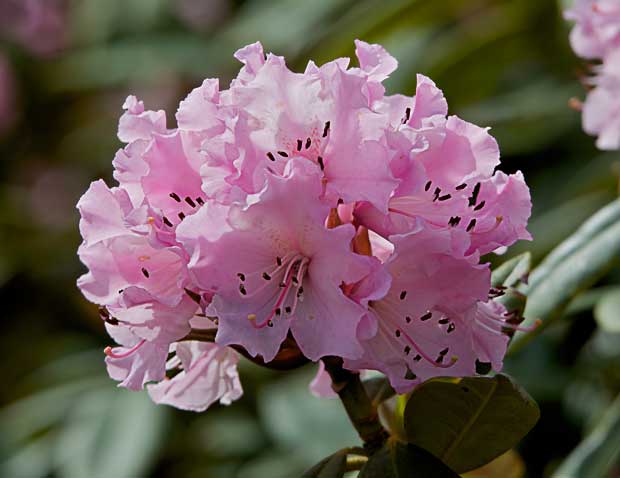 early Rhododendron