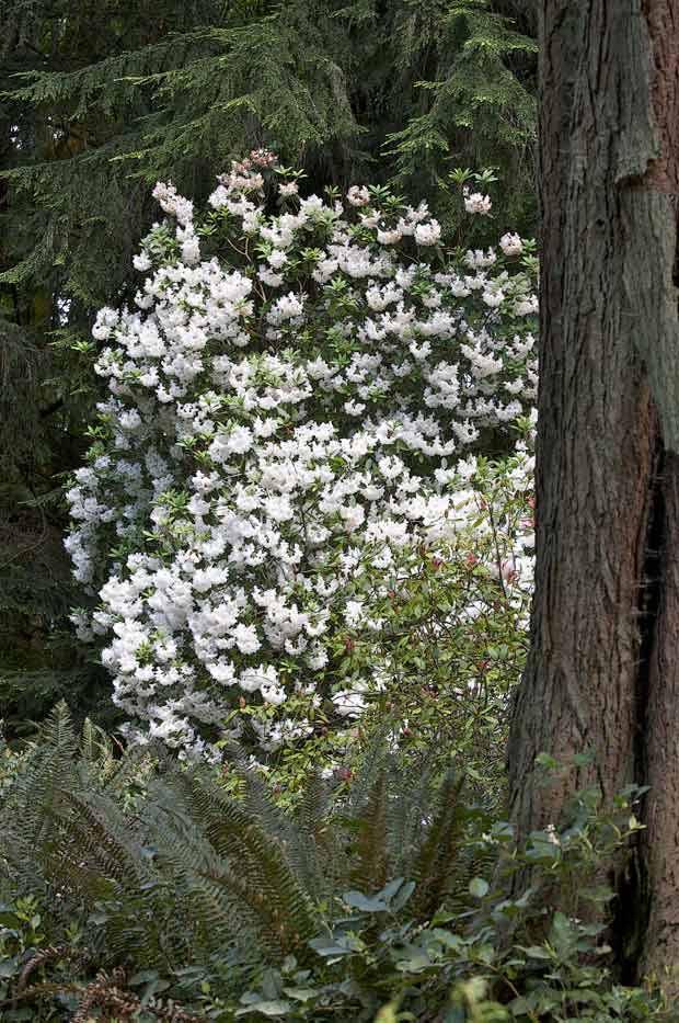White Rhododendron in Forest