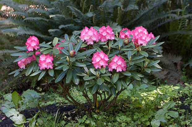 Small Rhododendron plant