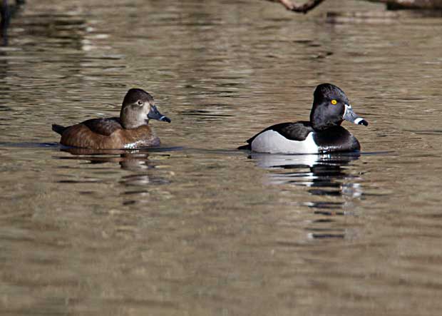 Ring-Necked Duck Pair 
