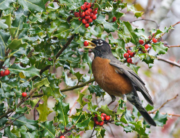 Robin With Berry