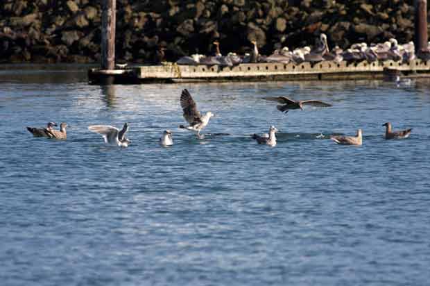 Sea Gulls Floating in Circle